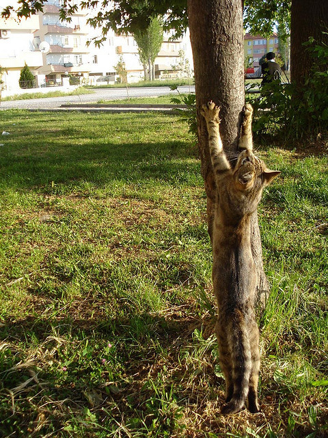 funnylla:  funny cat by fantasticvolk on Flickr.