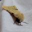 a-bigol-moth