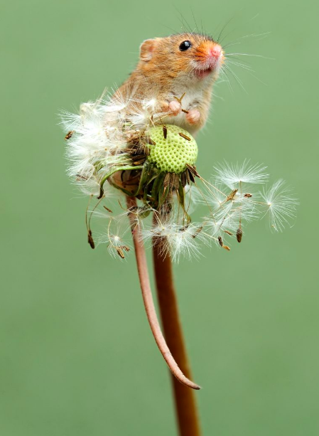 afacelesswitch: tenebras-autem-nadir:  salemwitchtrials: Harvest mouse on a dandelion