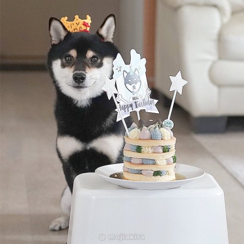 Happy 6 Akira~~Lovely cake by @pawesomeliving. #shibainu #shiba #shibapuppy #doglover #shibagram