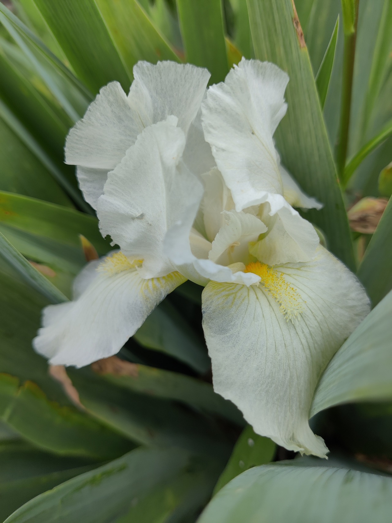 #iris#white flowers#gardening#cottagecore#gardencore