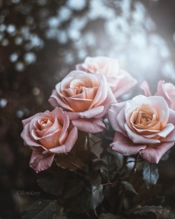 floralls:  by Valeria Krasnoshchek  