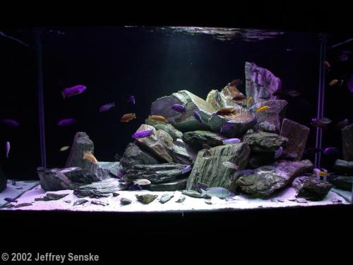 Malawi Slope Tank Size 183 x 76 x 91 cm Fish/Animals Yellow Labidochromis Cobalt Blue Yellow-top Kim