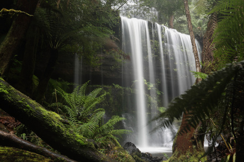 Russell Falls by Edwinna Bartley