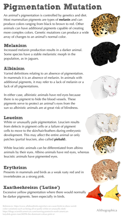 alithographica:  Most animals with a well-known white morph (lions, tigers, domestic cats, peacocks)