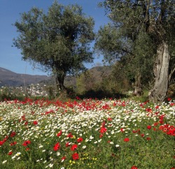 adayinthelesbianlife:  I parked on the side of the road to sit on this field for a bit. All I could hear was bees. 