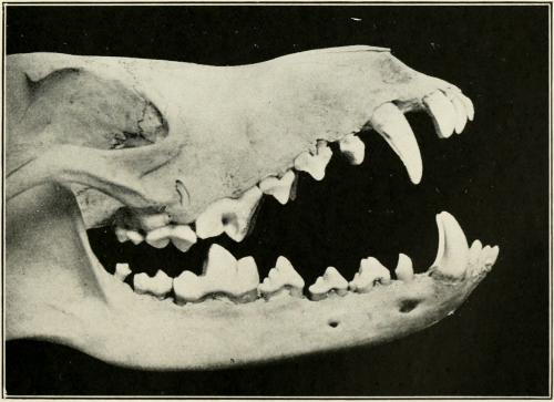 nemfrog: “The jaws of a Cape Jackal.” The natural history of South Africa. 1919.  Internet Archive