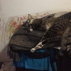 #mypet #cat #animallover https://www.instagram.com/p/Bnd2dBeALFb/?utm_source=ig_tumblr_share&amp;igshid=1lupqathbqb0a