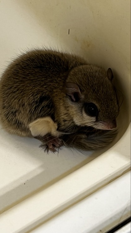 putyouinabettermood:This little buddy was in my shower this morning. via https://ift.tt/ptLuoQG puty