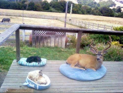 gwydderig: The homeowner said the buck shows up everyday, so they gave him a bed, too.