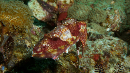 missmarinebio:I love cuttlefish. And actually all cephalopods are pretty awesome.Did you know they a