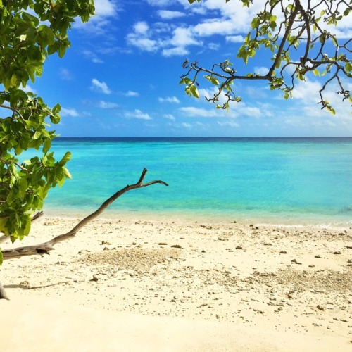 oceaniatropics:   Lady Musgrave Island, Queensland, by Mark Fitz   ❁❁ tropical blog  ❁❁