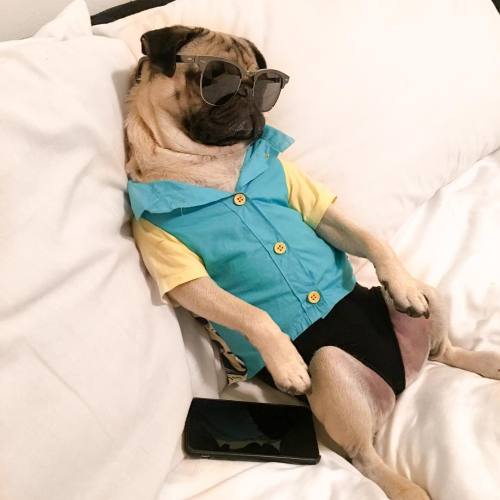 dapperpugs:  via  Haha poor pug
