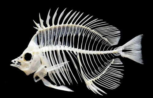 homoskeletal:  Fish skeletons