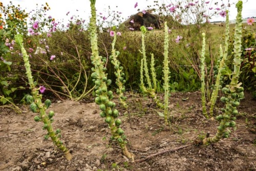 #BrUsSeLs SpRoUtS