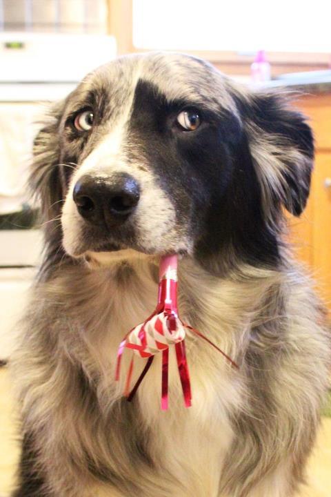 best-of-memes:  Animals for when you wish to show skepticism