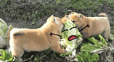 daddydutiesandstuff:  gifsboom:  (via -Abnormal-)   The cats!! XD