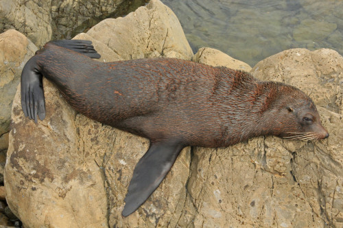 animalids:Australasian fur seal (Arctocephalus forsteri)Photo by Alan Cressler