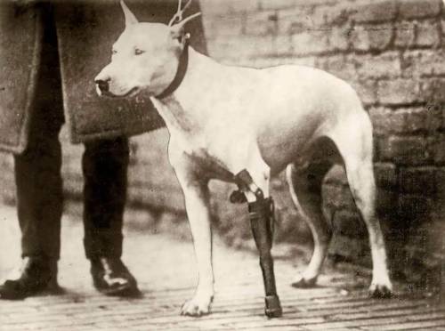 thembulldawgs: Old Time Bull Terrier with a prosthetic leg.