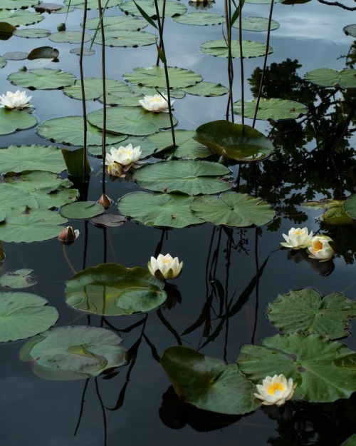 Water lilies, photographed by Cliodhna Prendergast