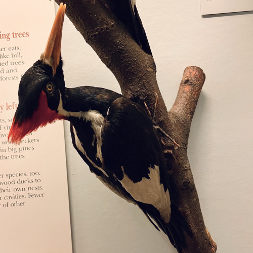 highways-are-liminal-spaces:Extinct birds at the Field Museum, Chicago