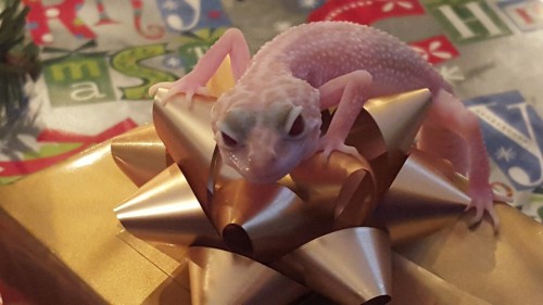 Christmas geckos, except Sprint because she wouldn’t stay still.