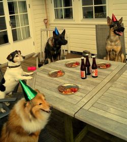 cute-overload:  Birthday party!http://cute-overload.tumblr.com