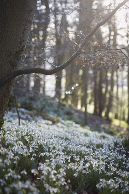 pagankingsofolde: Snowdrops at Painswick Rococo Garden Photo Credits: Britt Willoughby Dyer