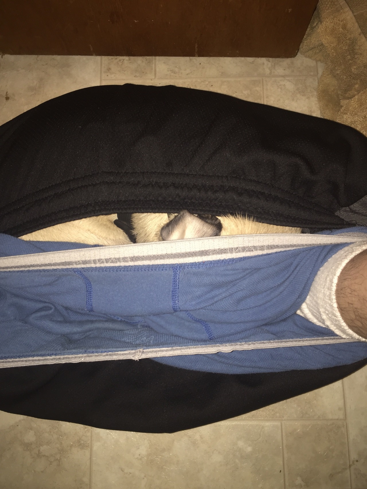 Bullet why do you always do this? Like does anyone else&rsquo;s dog do this?