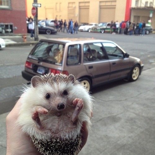 recordyearforrainfall:  sweeterparadise:  poooooooopooppoppppoopy-deactiv:  meet biddy, the traveling hedgehog, who loves adventure! and car rides. and snow. and people. and waterfalls!   The cutest. 