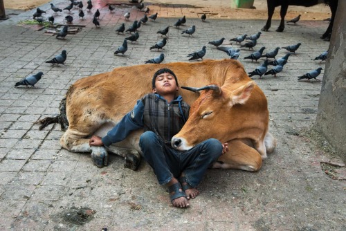 agelessphotography: A boy rests against a cow, Kathmandu, Nepal, Steve McCurry, 2013