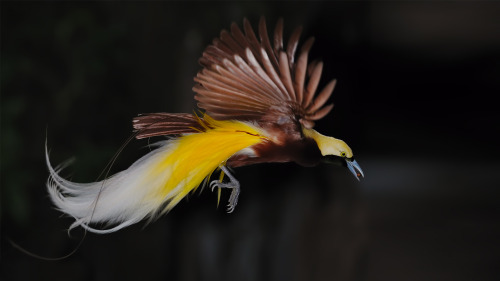 Lesser bird-of-paradise (Paradisaea minor)