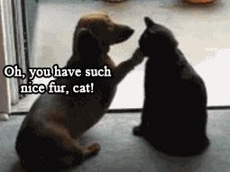 Funniest Gifs — funny animals..