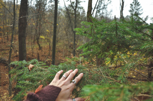 autumn forest