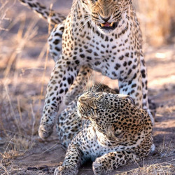 #leopards on Tumblr