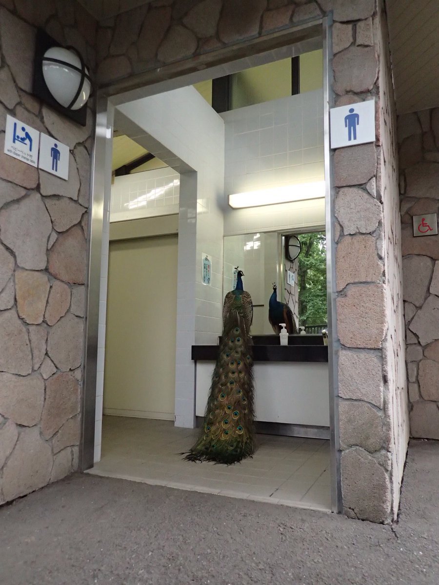 archiemcphee:  Vanity, thy name is Peacock. Japanese twitter user @kokosyo was at