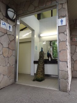 archiemcphee:  Vanity, thy name is Peacock. Japanese twitter user @kokosyo was at the Tama Zoological Park in Tokyo when they spotted this magnificent peacock, an avian Narcissus, perched on the sink in the men’s restroom appearing to admire himself