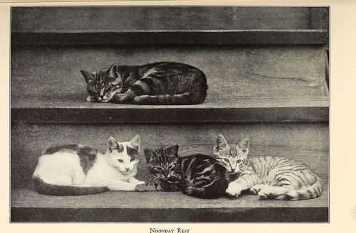 From: Alexander and Some Other Cats. Sarah J. Eddy. Boston: Marshall Jones Co.,[c1929].