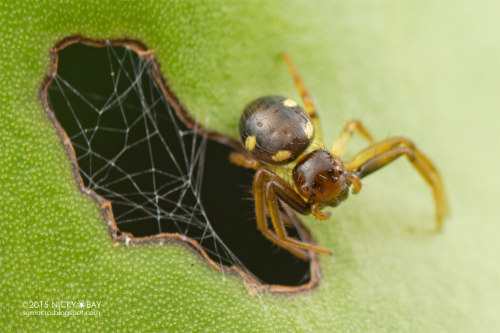 Crab spider (Thomisidae) - DSC_4781 by Nicky Bay