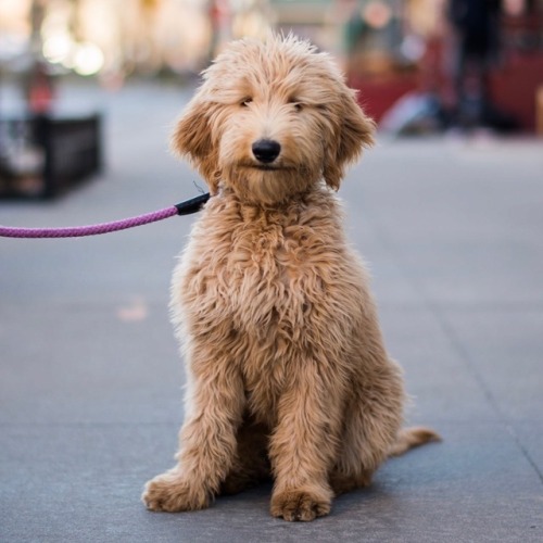 thedogist: Henrietta, Goldendoodle (5 m/o), 12th &amp; Hudson St., New York, NY • “Sh