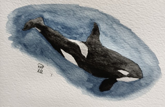 A watercolour orca (black and white dolphin-like whale). It is surrounded with open blue ocean which has a desaturated effect to make it look a bit grey and cold.