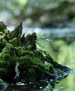 lucidnirvana:  naturespiritheart:  Bryophytes