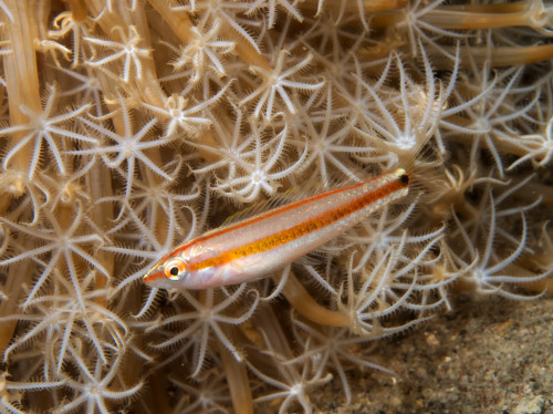 Juvenile Wrasse