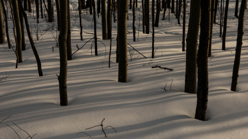 Reshoot - Shadows in wooded area adjacent to homes in Fort McMurray, Alberta. by Awksed on Flickr.