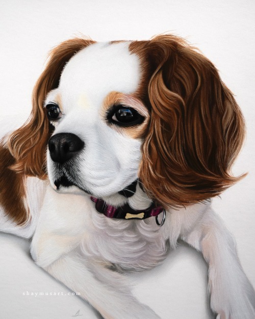 shaymusart: New pet portrait complete! This time of Jess who is sadly no longer with us. This was a 