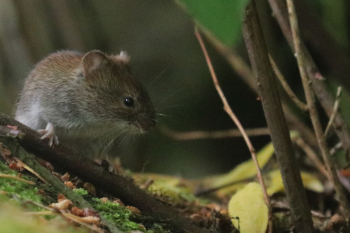 Bank vole/skogssork.