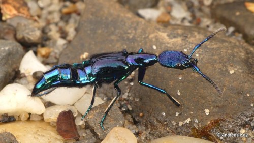 onenicebugperday:Jewel rove beetles in the genus Plochionocerus,Staphylinidae. Found from southern M