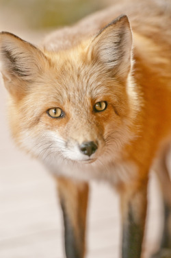 wowtastic-nature:  💙 Red Fox 001 on 500px