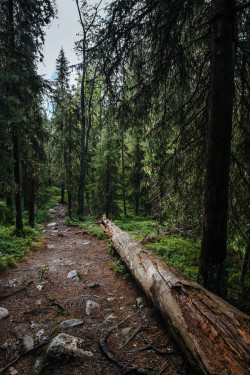 isawatree:  Dead tree on a nordic forest