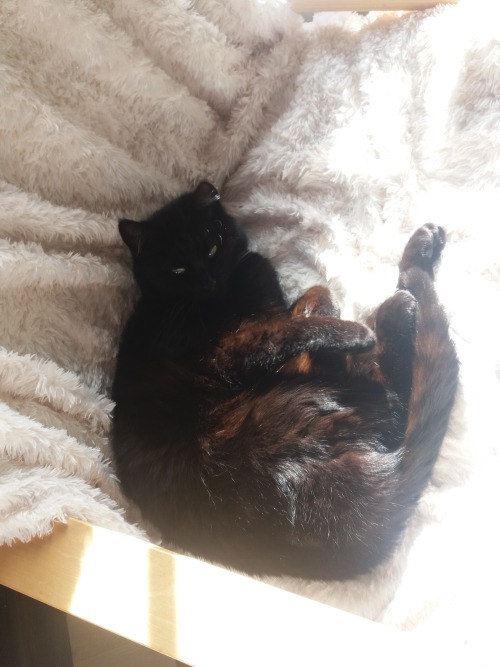 As The Owner Of A Black Cat, I Have To Agree!